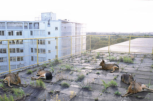 Johan Rosenmunthe THE ISLE OF HUMAN #3 2007 digital C-print 70 X 100 cm edition 1/3 (+ 1 A.P.)