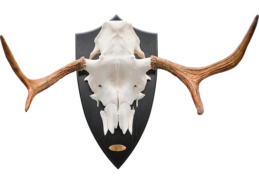 Svend-Allan Sørensen I Believe I Can Fly 2010 Wood, brass, elk antlers 46 x 70 x 26 cm